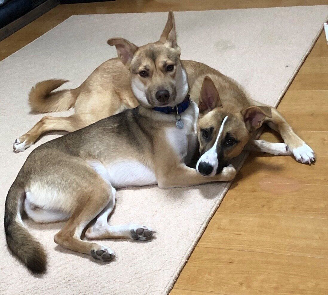 くっつくあんこちゃん、もちちゃん