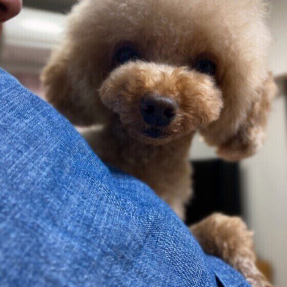 ソル  パパに甘えるトイ・プードル