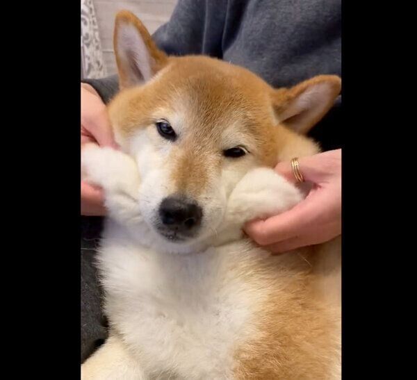 マッサージが好きなぽてとくん