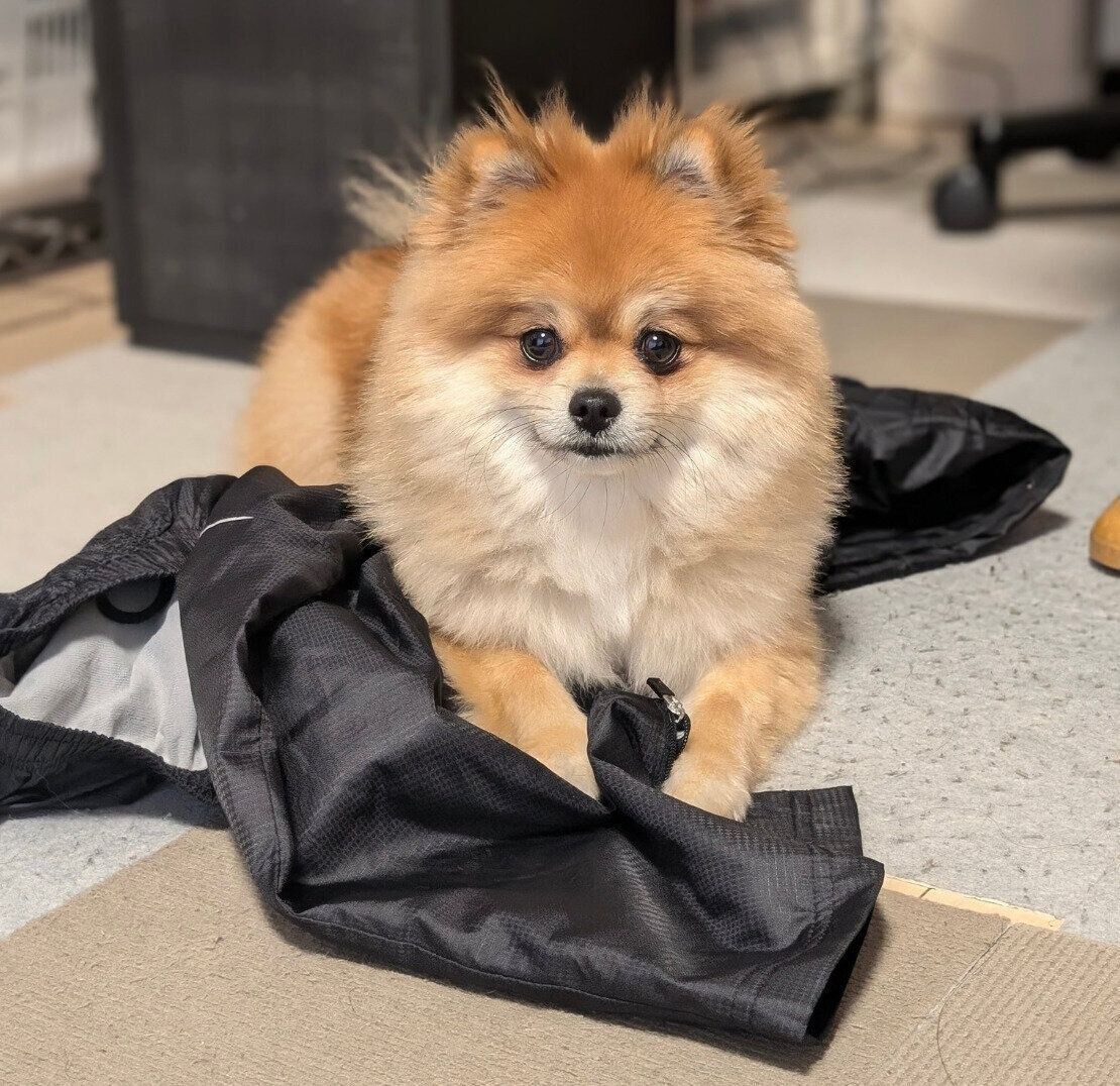 洗いたての洗濯物の中から、お姉ちゃんのウィンドブレーカーをチョイスするぽてちくん。