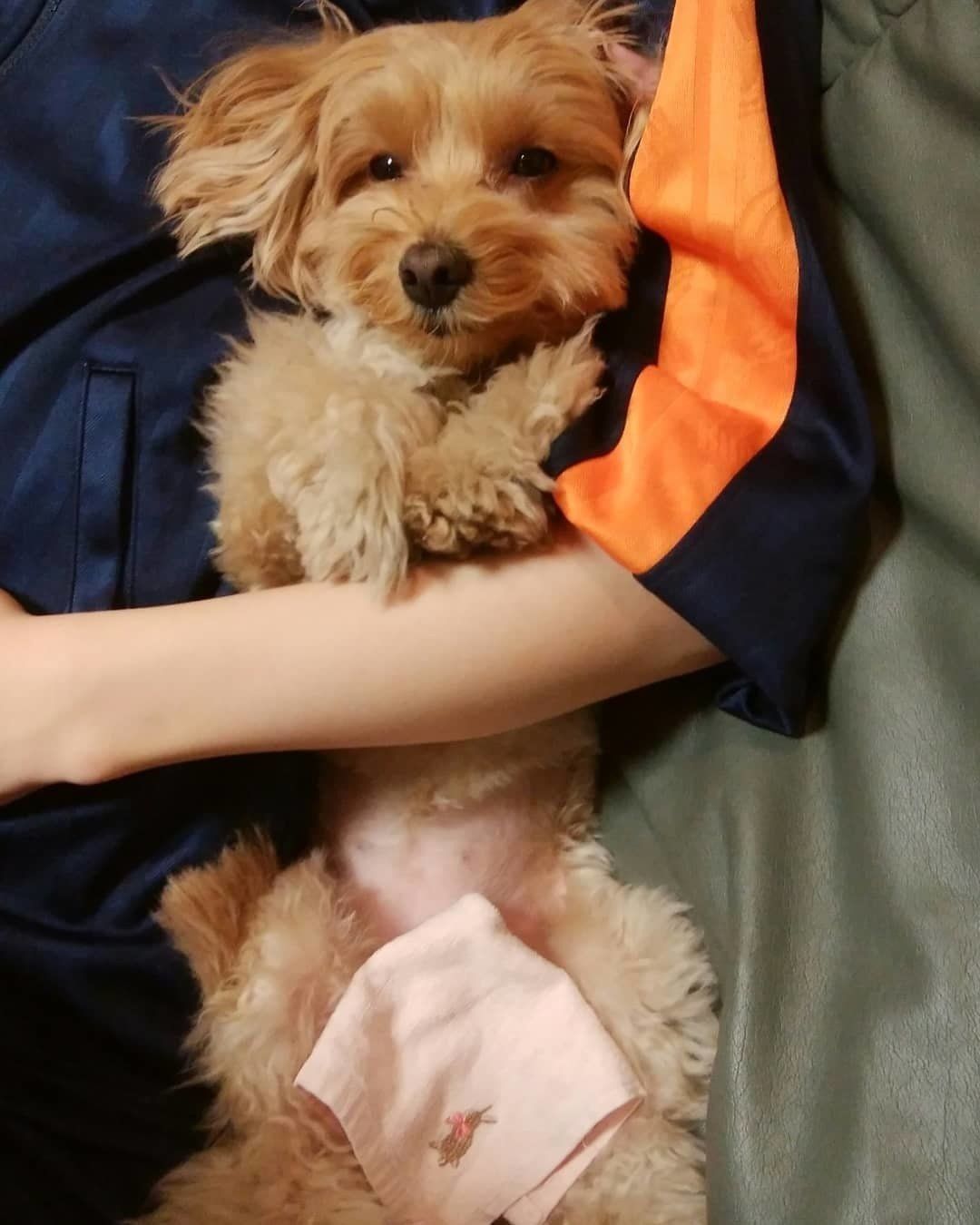 腕に抱かれるマルプー