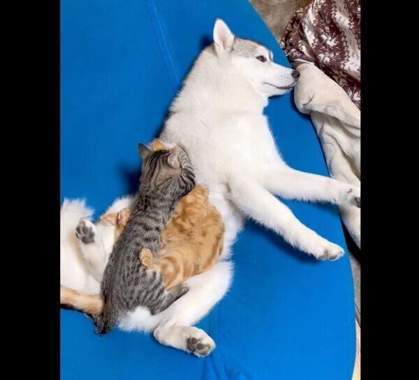 仲良しなユキちゃん、レンくん、サンくん