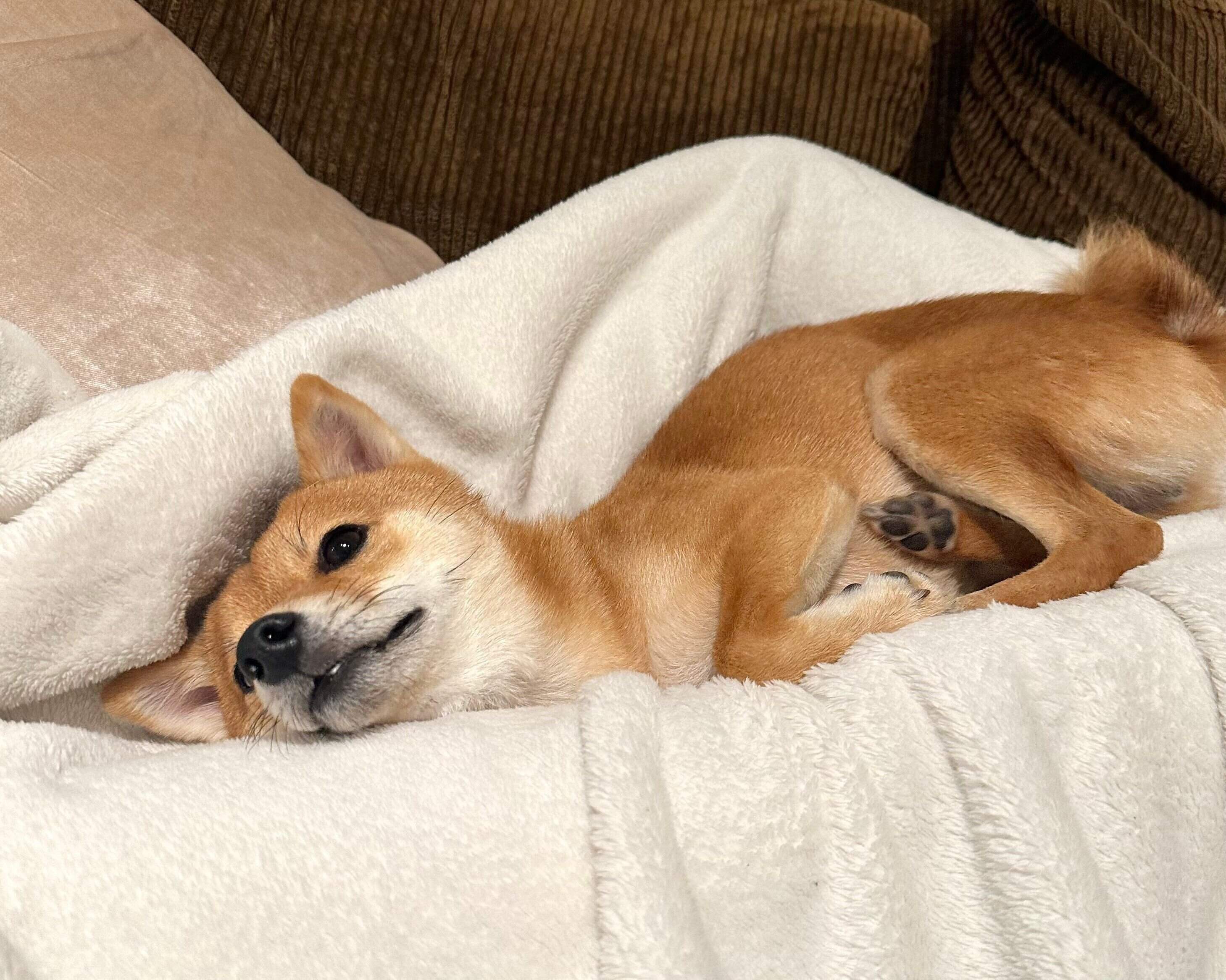 甘えるタマちゃん