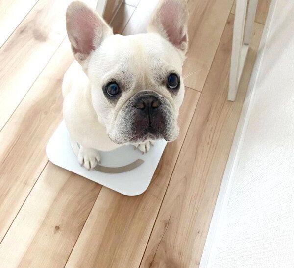 体重計に乗るひまわりちゃん