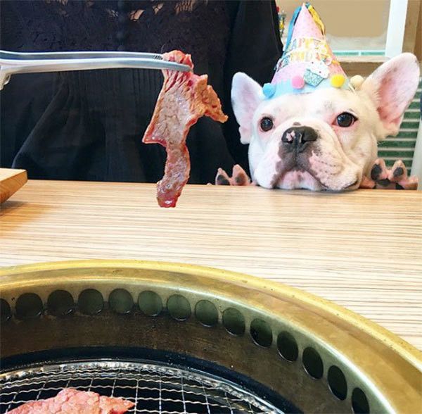 見つめるフレンチ・ブルドッグ