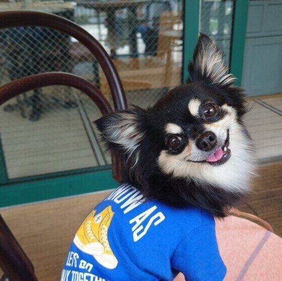 チワワのナツちゃん