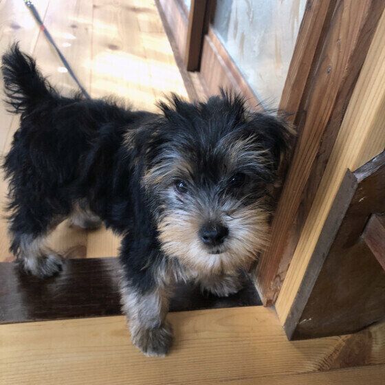 ヨークシャー・テリアのウィリアムくん