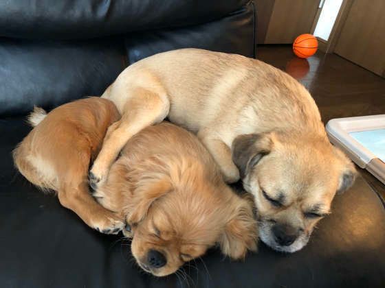 多頭飼い 先住犬との相性 仲良し