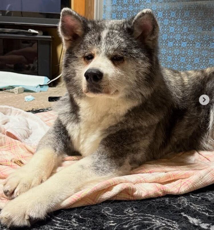 カメラ目線のとらくん