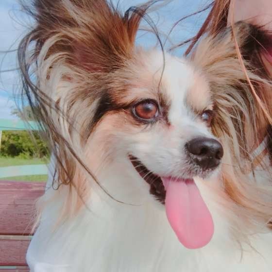 笑顔を見せるパピヨン