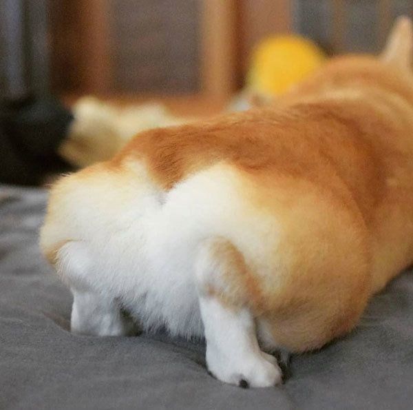 モフッとしたおしりが可愛いココロくん