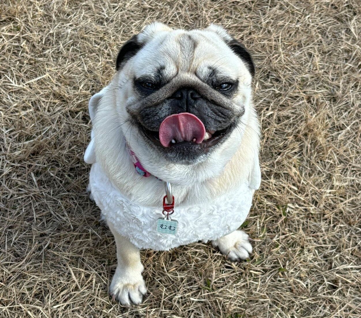 ドッグランでニコニコ顔を見せるむむくん