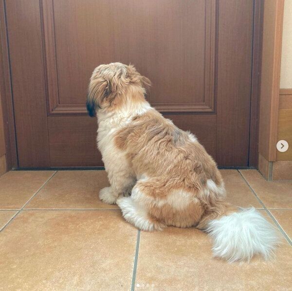 飼い主さんの帰宅を待つつぶちゃん
