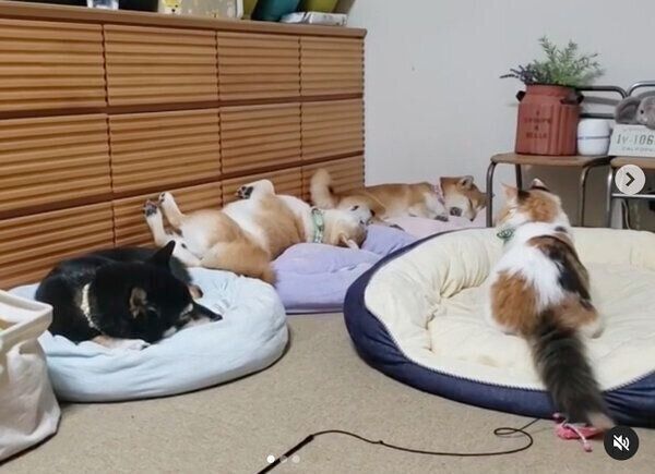 爆睡する姉犬たちを見つめるルナちゃん