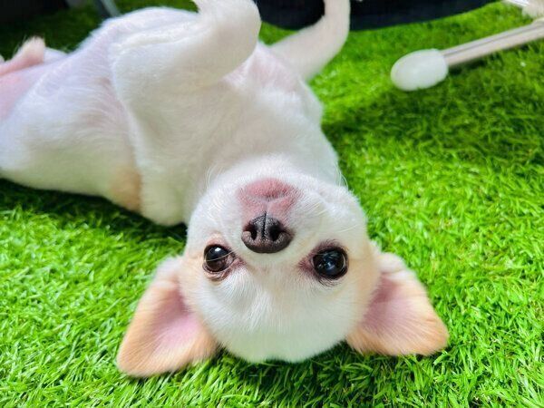 くつろぐいずも丸くん