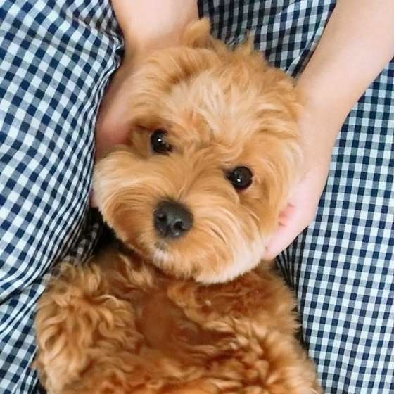 とっても可愛いわんこ