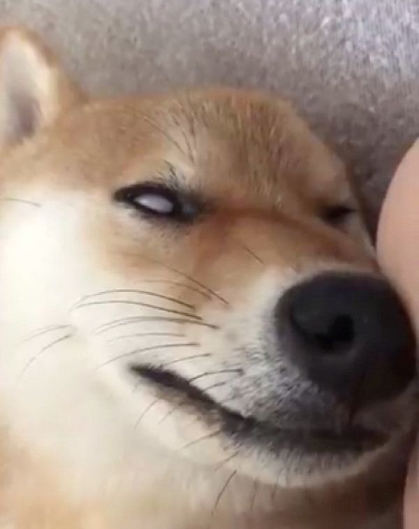 白目になるはんべくん