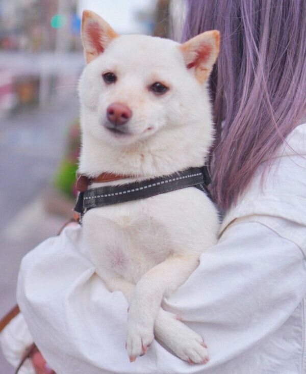 抱っこされるまめたちゃん