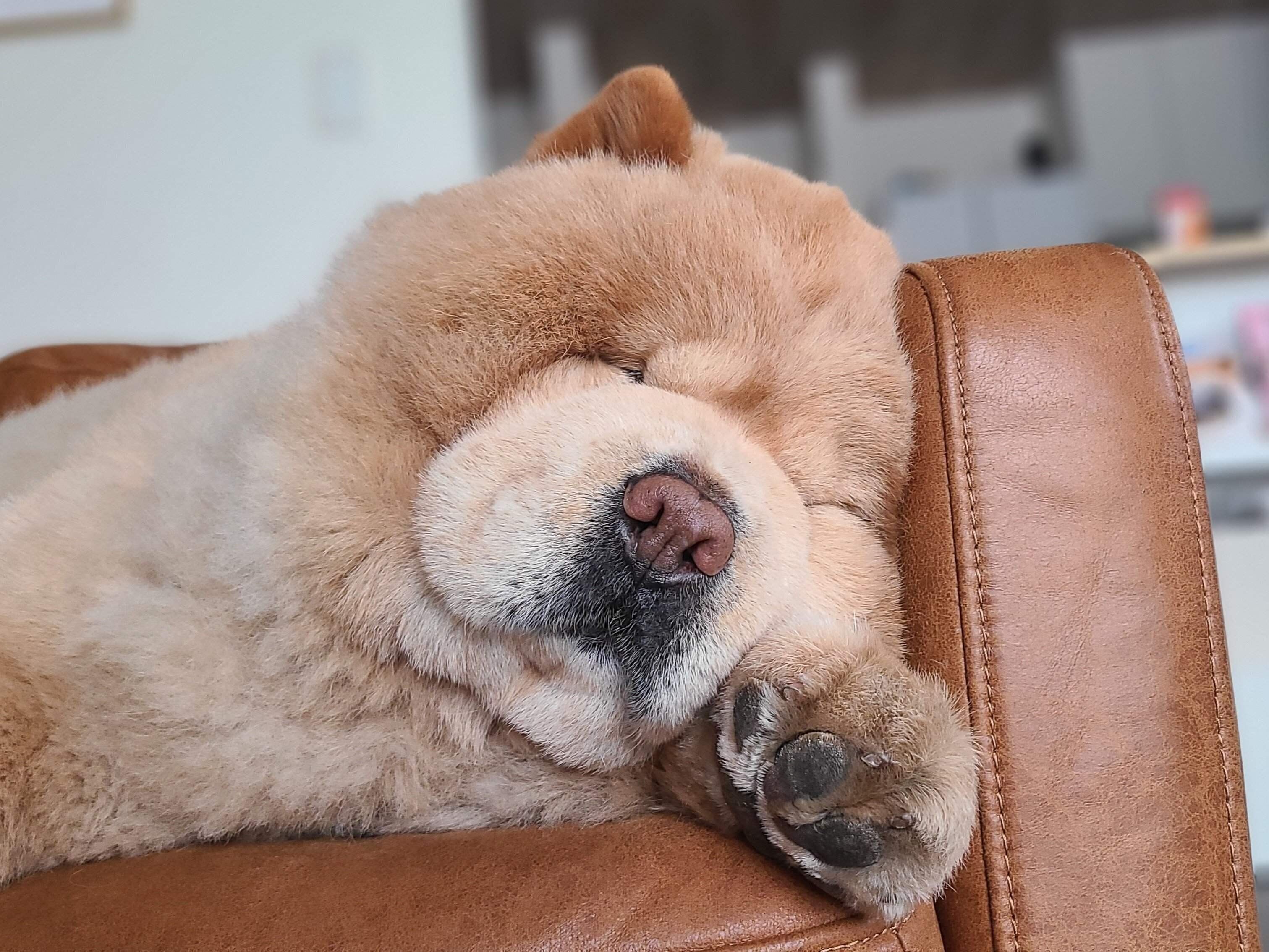 寝顔が可愛いくり蔵くん