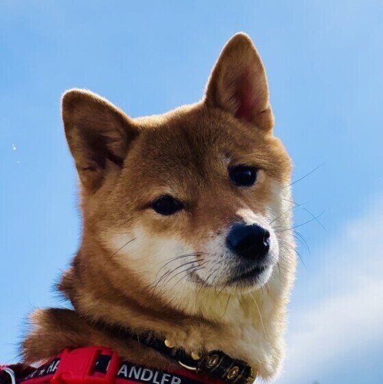 寒暖差によるヒートショックは犬にも起こる 対処と予防法とは？  いぬのきもち