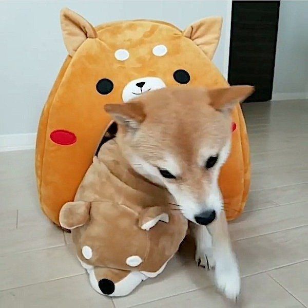 人形に道を阻まれる豆柴