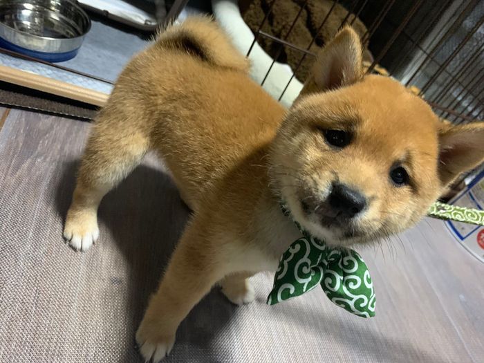 見つめるろくくん