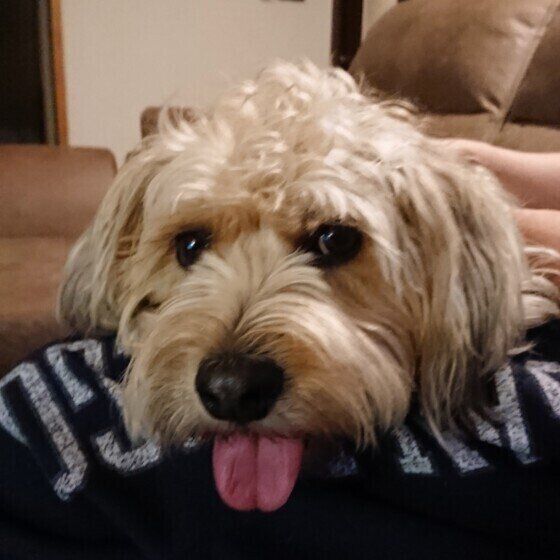 中型犬のみっくくん