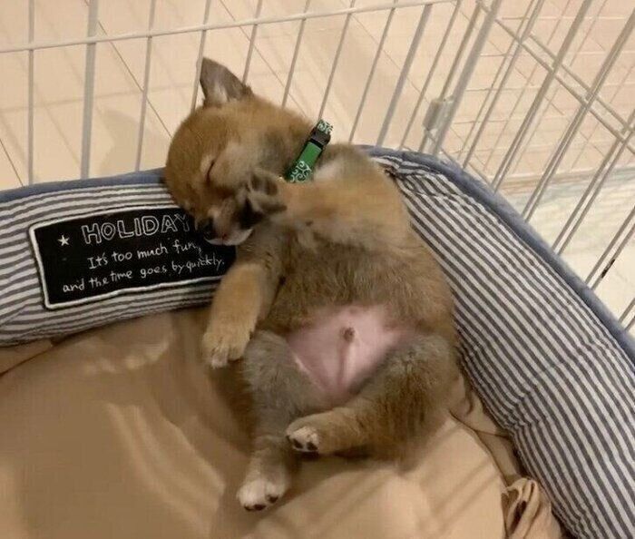 足を動かしながら眠る富くん