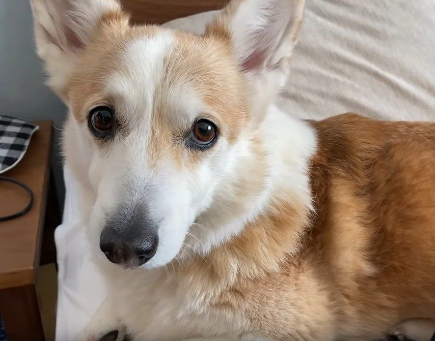 見つめる犬