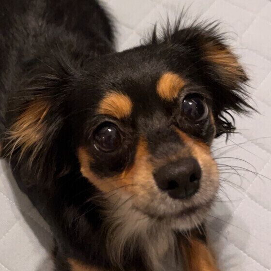 犬のキシリトール中毒とは? キシリトールの誤食で起こる症状と対処法 いぬのきもち