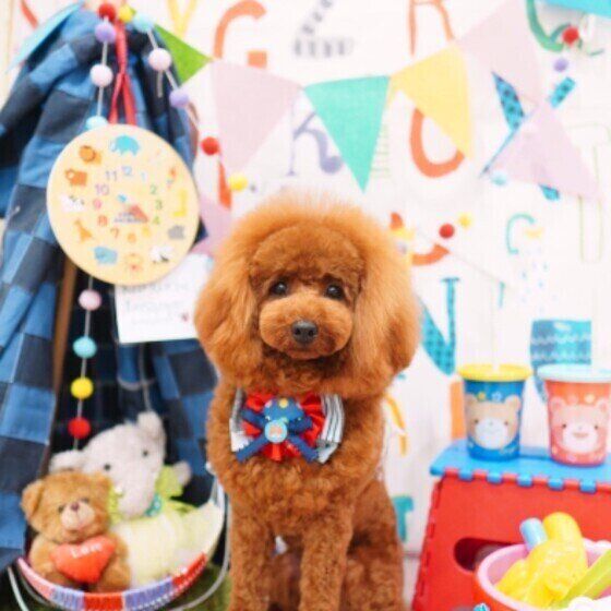 トイ・プードルの琥珀くん