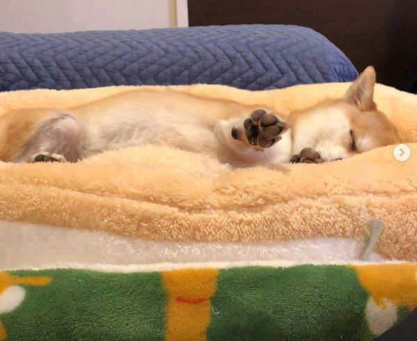 柴犬のきなこちゃん