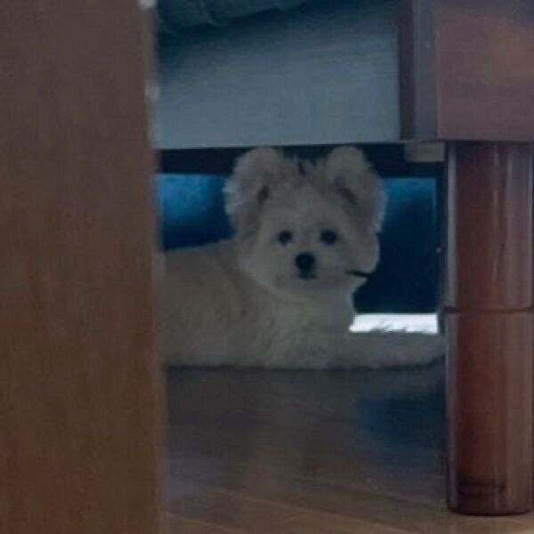 メイク道具を奪ってベッドの下に逃走するぽんたくん