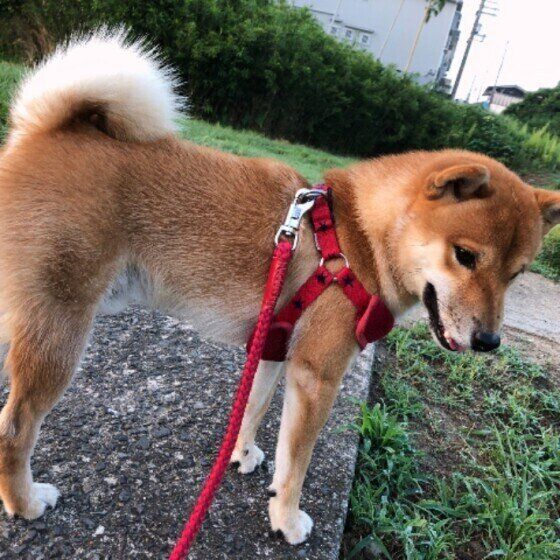 散歩中の柴犬