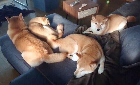 ソファを占拠する柴犬一家