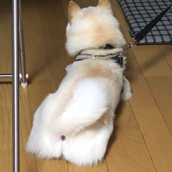 柴　おしりw