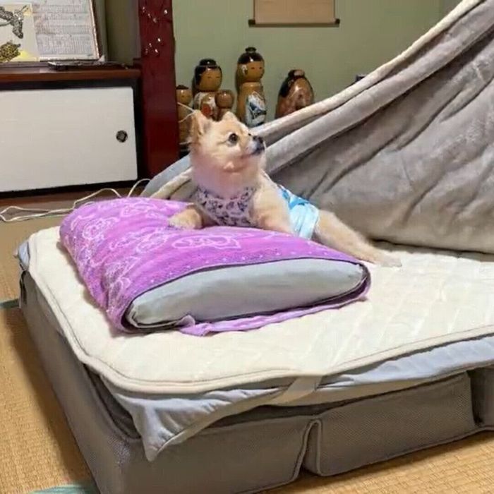 飼い主さんを見上げるポメちゃん