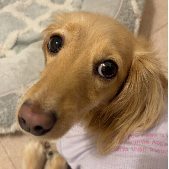 犬がうんちを食べる理由と食糞対策 犬の食糞をやめさせる方法とは ミニチュア・ダックスフンド いぬのきもち