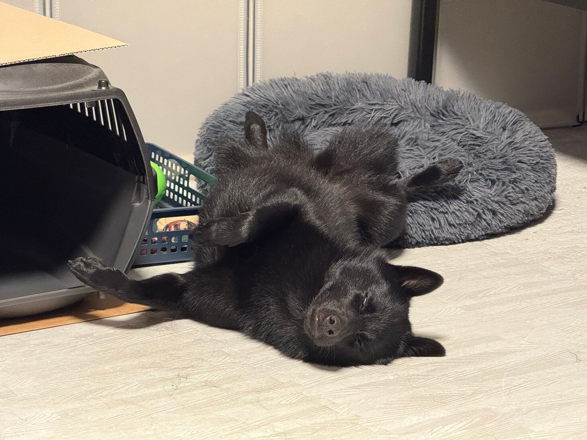 ”へそ天”で眠るスキッパーキ