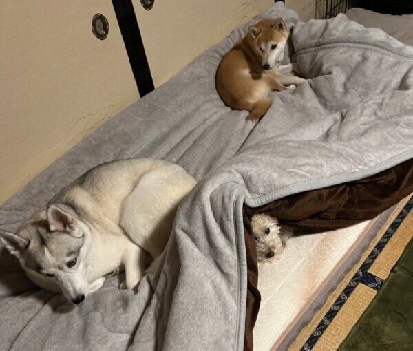 布団を占領するリクくん、リンちゃん、アシㇼちゃん