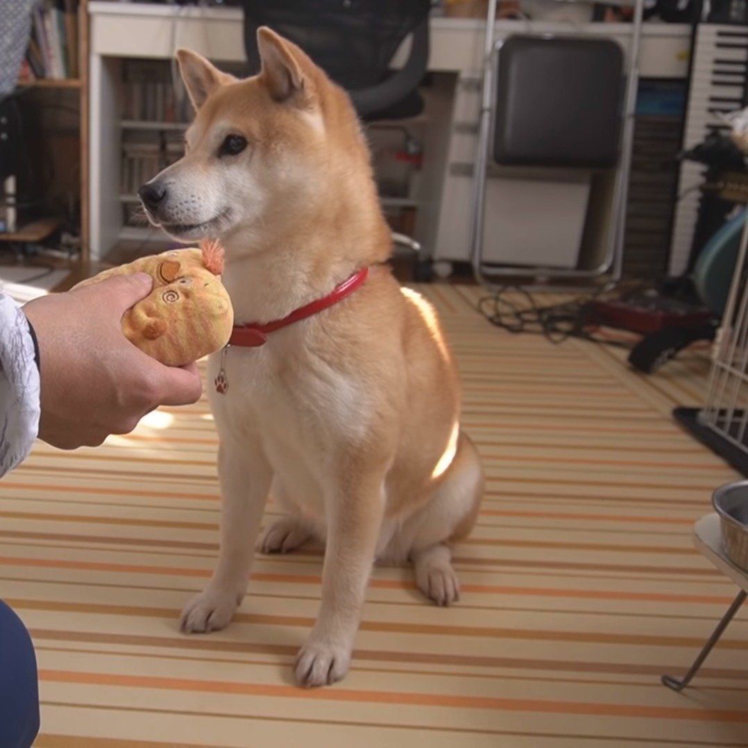 もうおもちゃには見向きもしない小春ちゃん