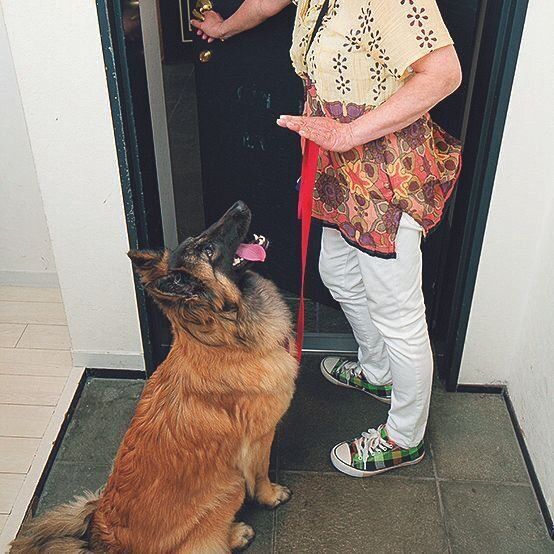 飛び出し対策に