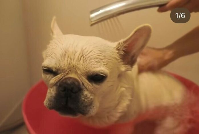 ぬくぬくお風呂×マッサージで「とろ〜ん」とした表情になるきなこちゃん