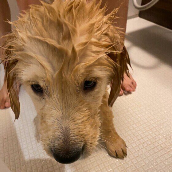 シャンプーしてもらうゴールデン・レトリーバー