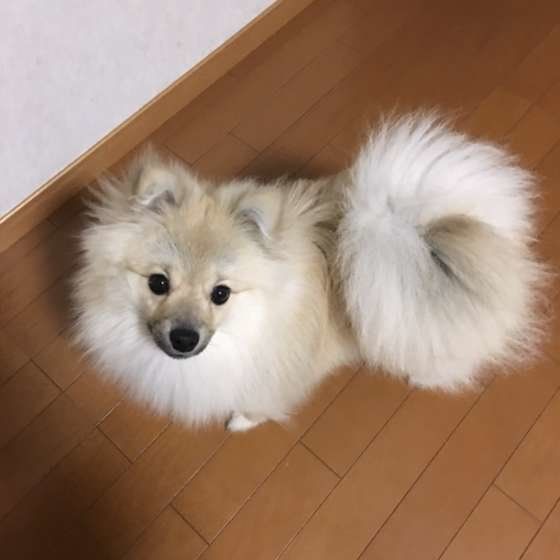 しっぽがかわいいポメラニアン