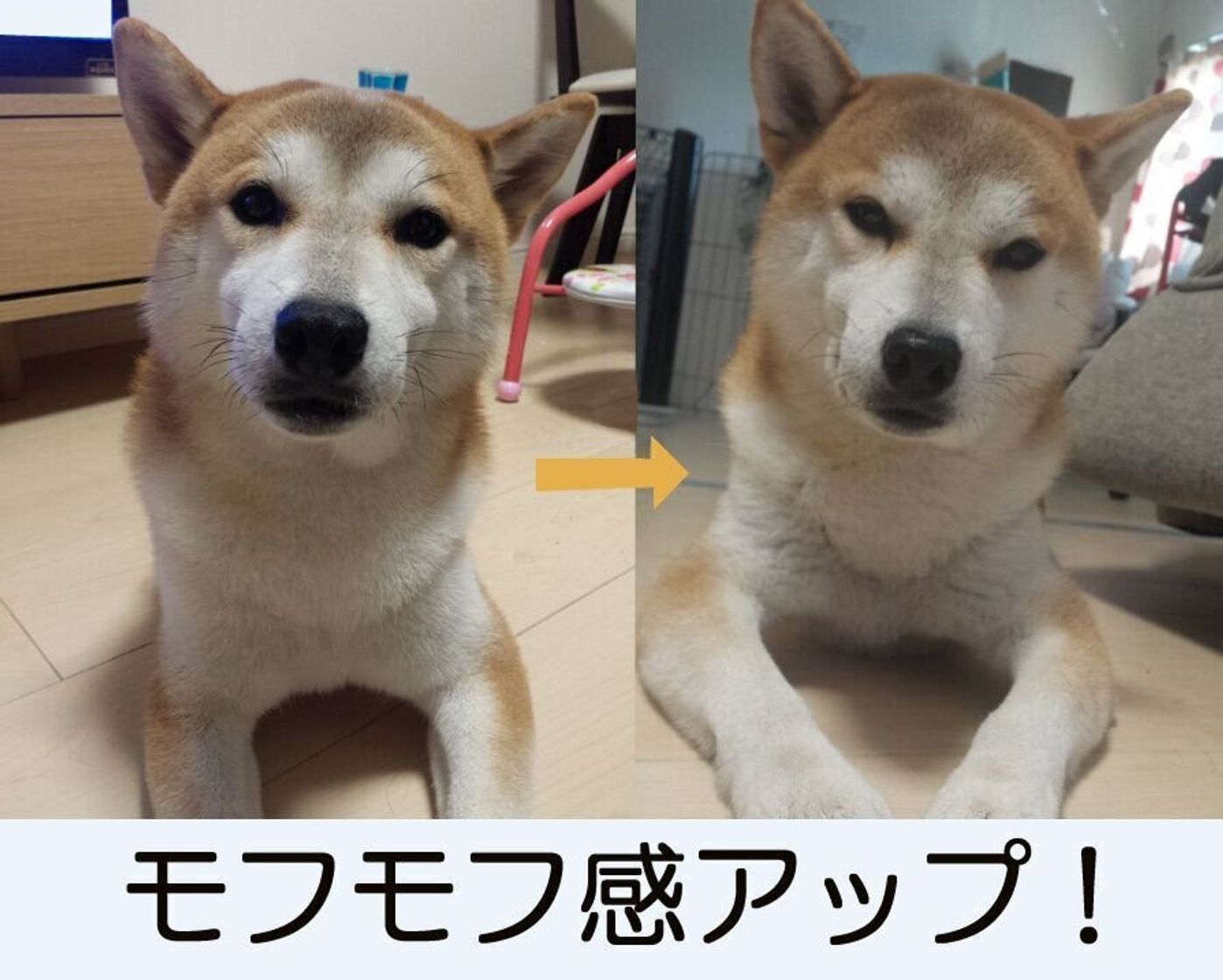 この感触 まさに餅 冬の柴犬タロさんのもっちりビフォーアフター 連載 モフモフ柴とプニプニ娘 第148話 いぬのきもちweb Magazine この感触 まさに餅 冬の柴犬タロさんのもっちりビフォーアフター 連載 モフモフ柴とプニプニ娘 第148話 いぬのきもちweb Magazine
