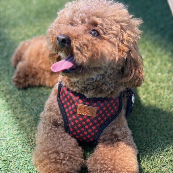 トイ・プードルのモカちゃん