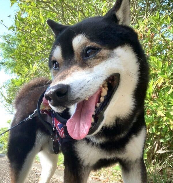 笑顔のとらくん