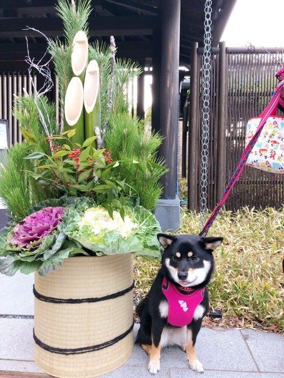犬におすそわけできる年末年始の料理と注意点