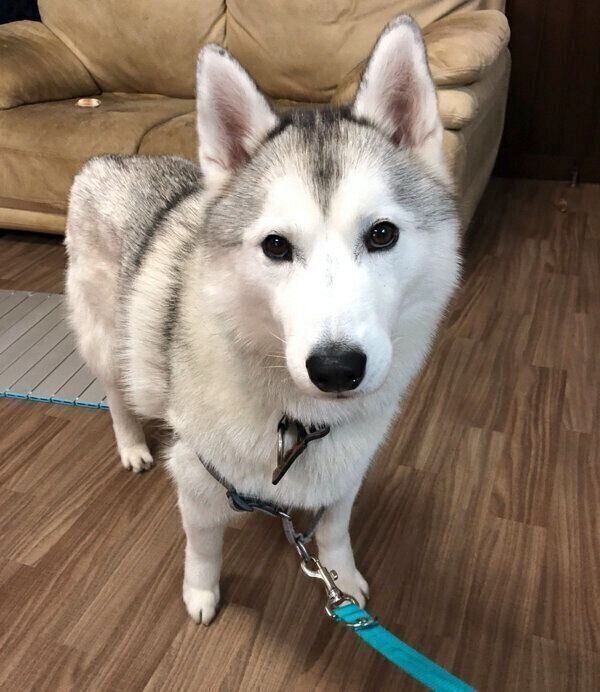 見つめるぷくちゃん